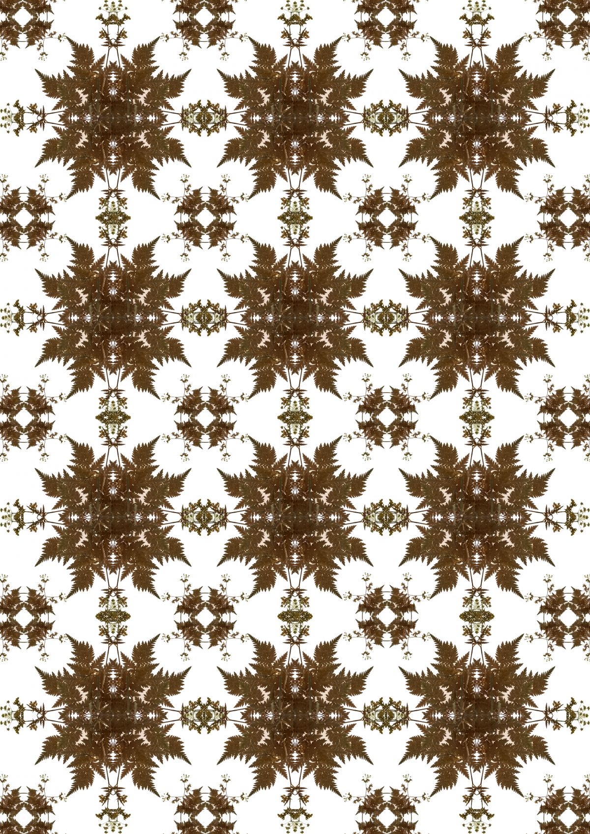 Kaleidescopic artwork manipulating images of a Cow Parsley botanical specimen