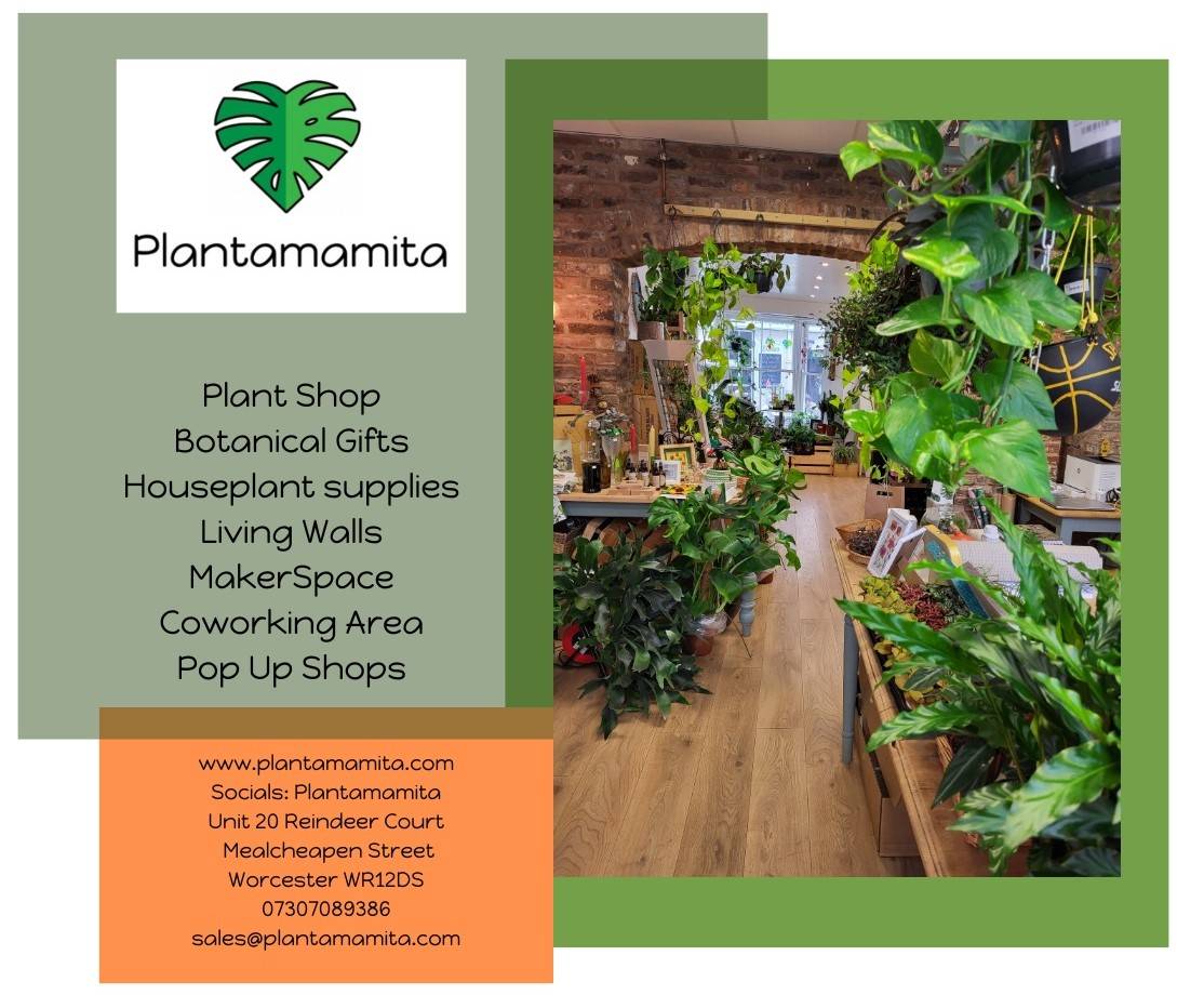 Plantamamita