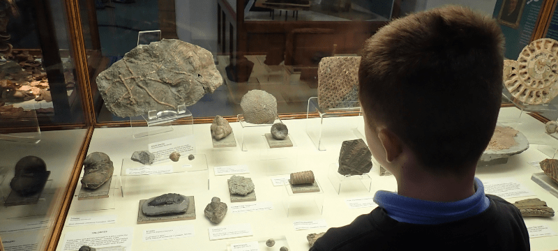 MAG learning banner – fossils Child looking at fossils in a display cabinet